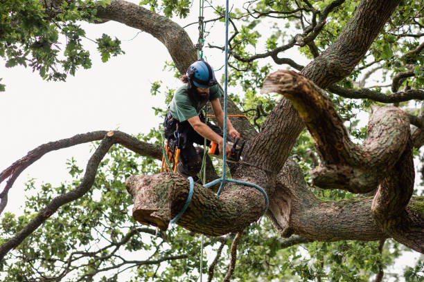 How Our Tree Care Process Works  in  Eatons Neck, NY