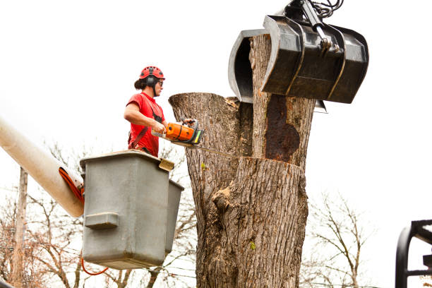 Best Fruit Tree Pruning  in Eatons Neck, NY